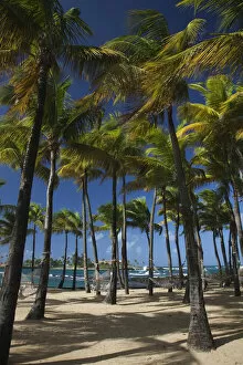 Images Dated 18th June 2010: Puerto Rico, San Juan, beach palms by Atlantic Ocean