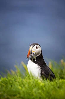 Puffin bird with catch in Mykines, Faroe Islands, Europe with catch in Mykines, Faroe