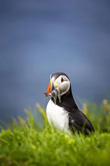 Catch Prints: Puffin bird with catch in Mykines, Faroe Islands, Europe with catch in Mykines, Faroe