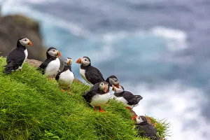 Puffin birds in Mykines, Faroe Islands, Europe