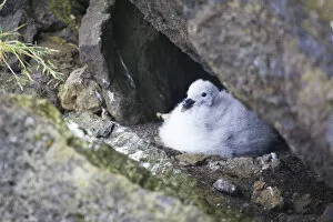 Images Dated 16th February 2009: Puffin chick (Fratercula Arctica), Heimaey Island, South Iceland