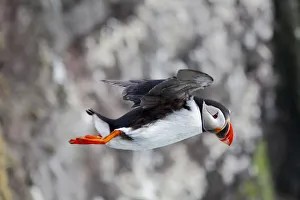 Puffin in Flight, Latrabjarg, Iceland