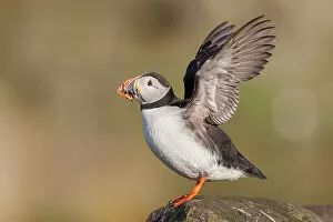 Images Dated 14th September 2022: Puffin (Fratercula arctica) flapping wings, Isle of May, Firth of Forth, Scotland, UK