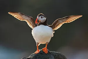 Images Dated 14th September 2022: Puffin (Fratercula arctica) flapping wings, Isle of May, Firth of Forth, Scotland, UK