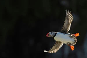 Images Dated 14th September 2022: Puffin (Fratercula arctica) in Flight, Shiant Islands, Scottish Highlands, Scotland, UK