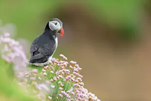 Images Dated 14th September 2022: Puffin (Fratercula arctica), Great saltee Island, Co. Wexford, Republic of Ireland