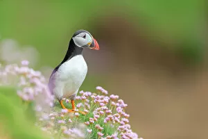 Images Dated 14th September 2022: Puffin (Fratercula arctica), Great saltee Island, Co. Wexford, Republic of Ireland