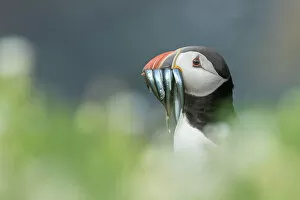 Images Dated 14th September 2022: Puffin (Fratercula arctica) headshot portrait, Isle of May, Firth of Forth, Scotland, UK
