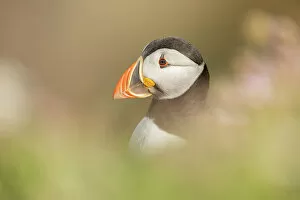 Images Dated 14th September 2022: Puffin (Fratercula arctica) headshot portrait, Isle of May, Firth of Forth, Scotland, UK
