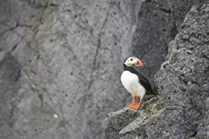 Images Dated 16th February 2009: Puffin (Fratercula Arctica), Heimaey Island, South Iceland