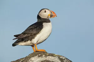 Puffin (Fratercula arctica), Isle of May, Forth of Forth, Scotland, UK