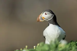 Puffin Fratercula Arctica Prints: Puffin (Fratercula arctica) with mud on beak after digging burrow