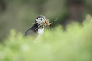 Puffin (Fratercula arctica) with nesting material, Great saltee Island, Co. Wexford, Republic of Ireland