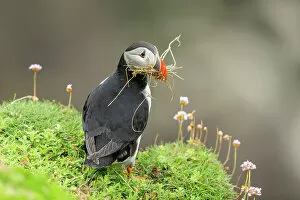 Images Dated 14th September 2022: Puffin (Fratercula arctica) with nesting material, Great saltee Island, Co