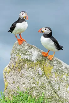 Images Dated 14th September 2022: Puffin (Fratercula arctica), pair perched on lichen-covered rock, Isle of May, Firth of Forth
