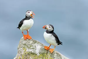 Images Dated 14th September 2022: Puffin (Fratercula arctica), pair perched on lichen-covered rock, Isle of May, Firth of Forth