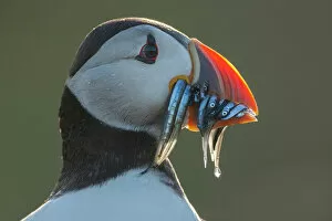 Puffin (Fratercula arctica) Portrait with sandeels, Isle of May, Firth of Forth, Scotland, UK