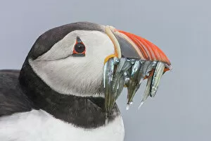 Images Dated 14th September 2022: Puffin (Fratercula arctica) Portrait with sandeels, Isle of May, Firth of Forth, Scotland, UK