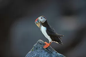 Images Dated 14th September 2022: Puffin (Fratercula arctica) with sandeels, Great saltee Island, Co. Wexford, Republic of Ireland
