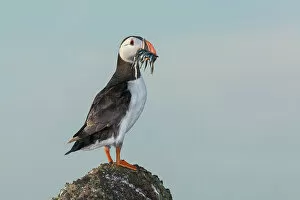 Images Dated 14th September 2022: Puffin (Fratercula arctica) with sandeels, Isle of May, Forth of Forth, Scotland, UK