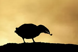 Puffin (Fratercula arctica) in silhouette holding shrimp, Isle of May, Firth of Forth, Scotland, UK