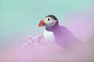 Puffin Fratercula Arctica Prints: Puffin (Fratercula arctica) amongst Thrift / Sea Pink (Armeria maritima)