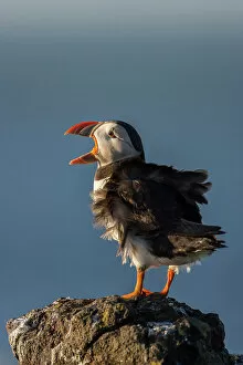 Puffin (Fratercula arctica) with wind-ruffled plumage, Isle of May, Forth of Forth, Scotland, UK
