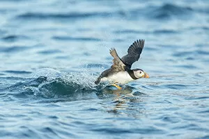 Puffin (Fratercula arctica), young bird taking off from water, Isle of May, Firth of Forth, Scotland, UK