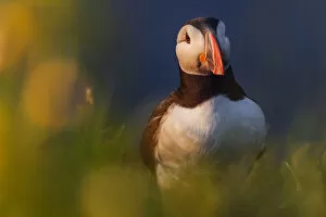 Images Dated 21st October 2020: Puffin Iceland, Dyrholaey, Iceland