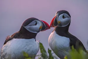Puffin Iceland, Dyrholaey, Iceland
