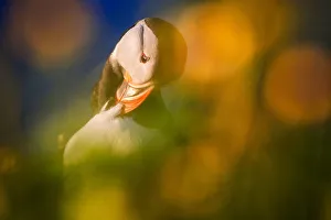 Puffins Prints: Puffin at sunset in summer, Borgarfjordur Eystri, Iceland