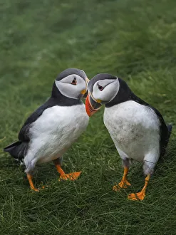 Puffins Prints: Puffins. Mikines, Faroe Islands