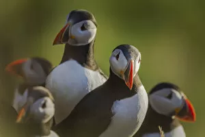 Images Dated 6th October 2021: Puffins in Mikines. Faroe Islands
