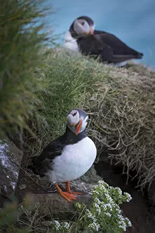 Images Dated 6th October 2021: Puffins in Mykines, Faroe Islands