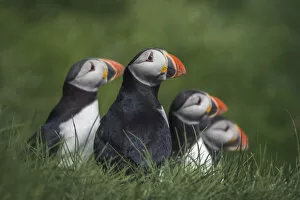 Images Dated 6th October 2021: Puffins in Mykines, Faroe Islands