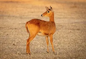 Zambia Prints: Puku, South Luangwa National Park, Zambia