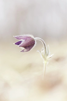 Flora Prints: Pulsatilla, Monte Barro Natural Park, Barro mount, Lecco province, Lombardy, Italy
