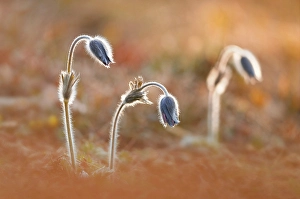 Barro Prints: Pulsatilla, Monte Barro Natural Park, Barro mount, Lecco province, Lombardy, Italy