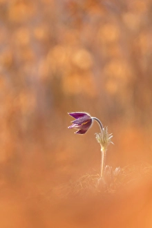 Barro Prints: Pulsatilla, Monte Barro Natural Park, Barro mount, Lecco province, Lombardy, Italy