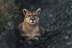 Carnivore Collection: Puma at dusk following a heard of guanacos in Torres del Paine National Park, Patagonia