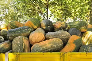 Pumpkins market. Alpiarca, Portugal