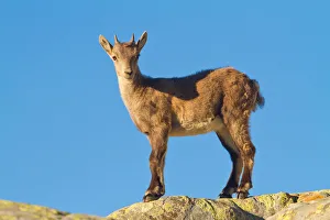 Ibex Prints: Puppy ibex on the rocks. Lombardy, Italy