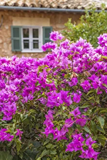 Fornalutx Prints: Purple bougainvillea in the village of Fornalutx, Mallorca, Spain