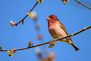 Perching Prints: Purple finch (Carpodacus purpureus), Greater Sudbury, Ontario, Canada