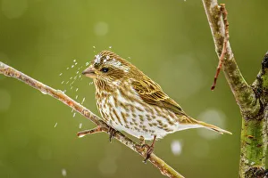 Perching Prints: Purple finch (Carpodacus purpureus) female, Greater Sudbury, Ontario, Canada