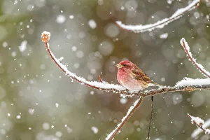 Backyard Suburban Prints: Purple finch (Carpodacus purpureus) Male, Greater Sudbury, Ontario, Canada