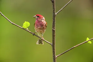 Seed Eater Prints: Purple finch (Carpodacus purpureus) Male, Greater Sudbury, Ontario, Canada