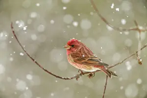 Backyard Suburban Prints: Purple finch (Carpodacus purpureus) Male perched in tree during spring snowstorm