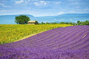 Purple lavender and yellow sunflower fields in Provence in height of bloom in early