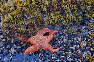 Images Dated 11th July 2023: Purple sea star or ochre sea star (Pisaster ochraceus), seaweed. molluscs